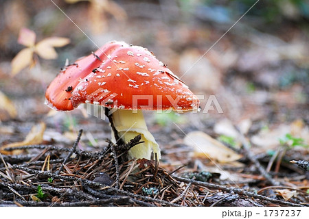 北欧の森のきのこ 1737237