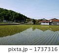 春、田植後の水田 1737316