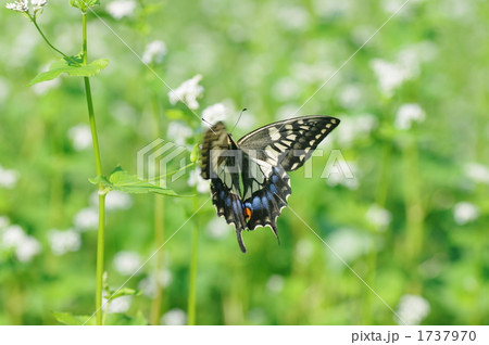 アゲハチョウと蕎麦畑 アゲハチョウと蕎麦畑 1737970