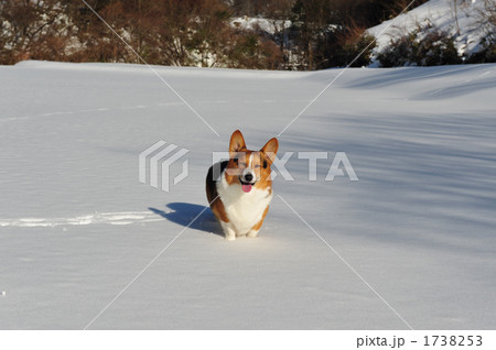 雪原に笑う 1738253