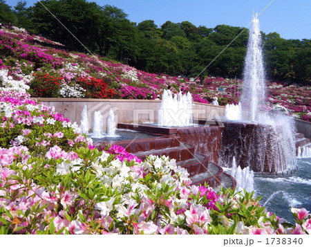 つつじ満開の鯖江 西山公園にての写真素材