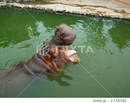 カバのあくび 1738382