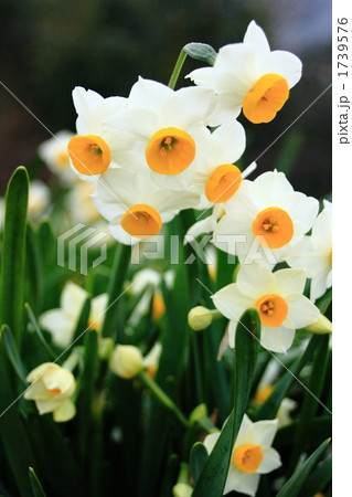 水仙の花 1739576
