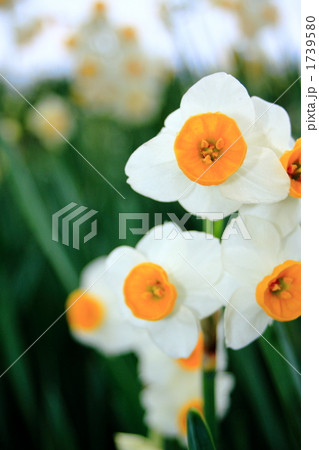 水仙の花 1739580