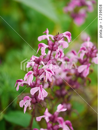 ヨツバシオガマ ヨツバシオガマ 1739608