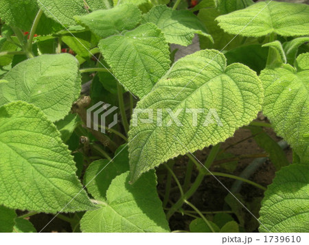 緑の葉 1739610