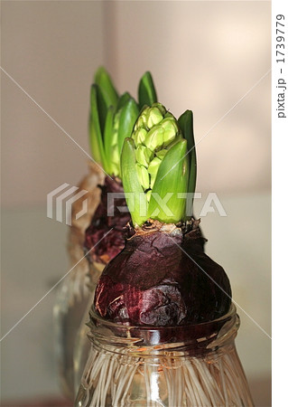 水栽培のヒヤシンス 1739779