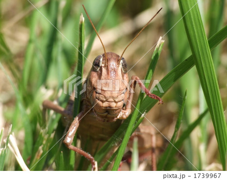 ツチイナゴ 1739967