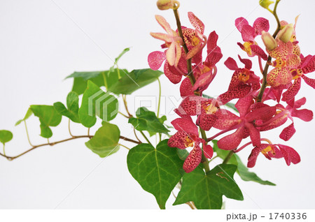 赤い蘭とポトス 1740336