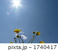 光に手をのばす 1740417