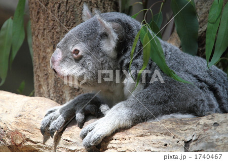 コアラ 1740467