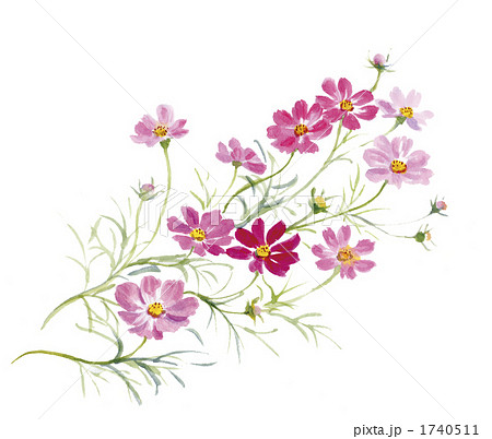 コスモス 植物 花のイラスト素材