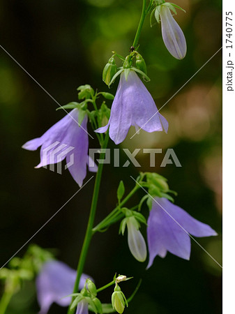 ツリガネニンジン 1740775