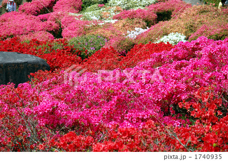一面に咲き誇る満開のつつじ 小室山公園  1740935