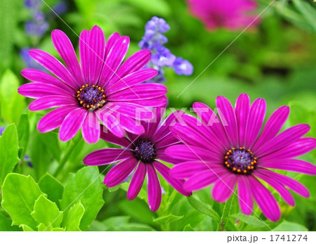 ブラキカム(ヒメコスモス)の花 ブラキカム(ヒメコスモス)の花 1741274