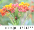 花とてんとう虫 1741277