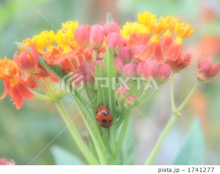 花とてんとう虫 花とてんとう虫 1741277