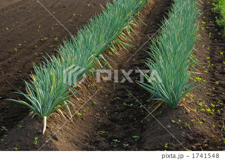 ネギ畑のネギ ネギ畑のネギ 1741548