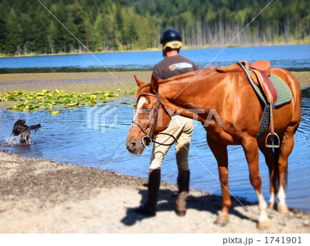 馬は犬が好きではありません 1741901