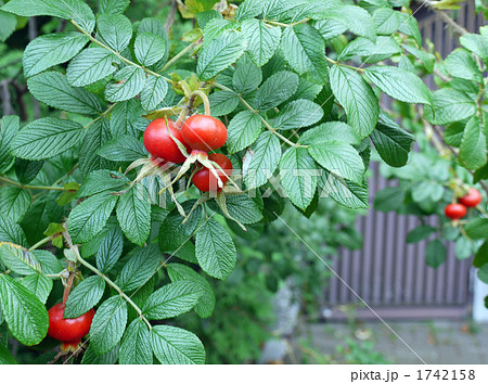 ローズヒップ ローズヒップ 1742158