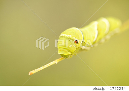 アゲハ蝶の幼虫 1742254