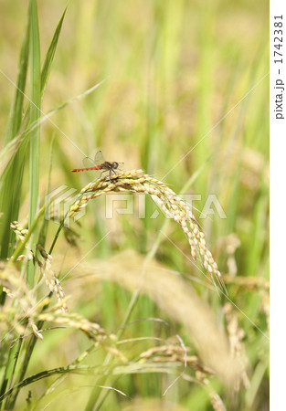 稲穂 1742381