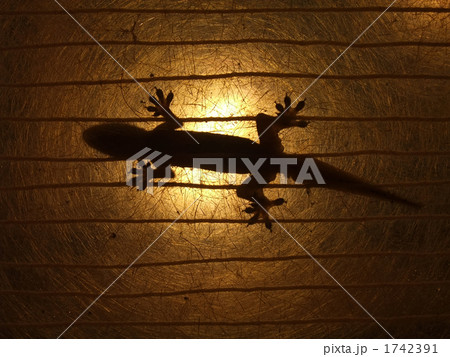 照明器具の中にイモリ 1742391