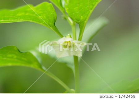 ホオズキの花 1742459