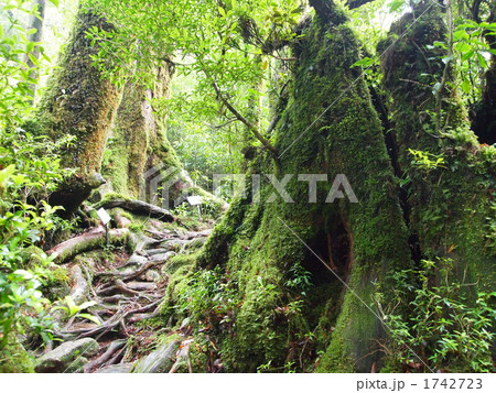 ヤクスギランド 1742723