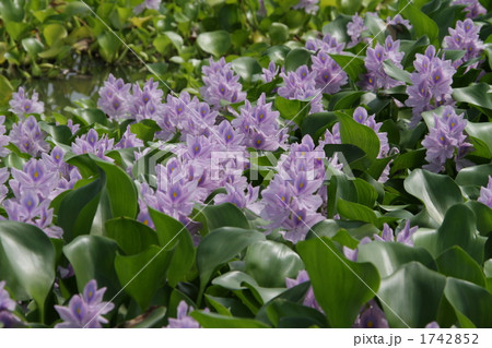 ホテイソウ ホテイソウ 1742852