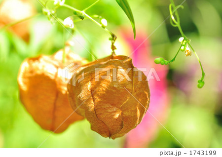 フウセンカヅラ 1743199