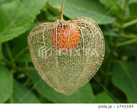 ほおずき ほおずき 1743384