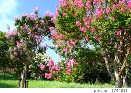 百日紅が咲き夏が来た 1744851