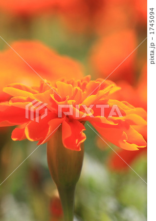 マリーゴールド 1745094