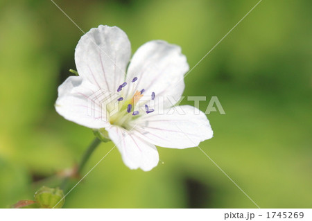 ゲンノショウコ 1745269