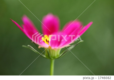 コスモス (浜離宮恩賜庭園) コスモス (浜離宮恩賜庭園) 1746082