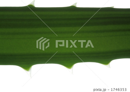 アロエの葉脈 1746353