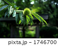 青毬栗 1746700