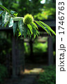 青毬栗 1746763