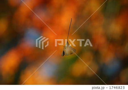 宙に浮かぶ銀杏の葉 1746823