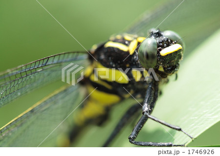 コオニヤンマの顔のアップ 1746926