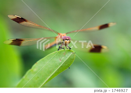 葉にとまるミヤマアカネ 1746927