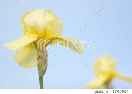 青空に咲くジャーマンアイリス 1746934