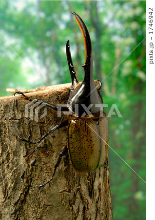 ヘラクレスオオカブト ヘラクレスオオカブト 1746942