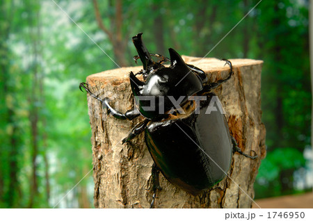 ゾウカブト ゾウカブト 1746950