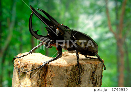 コーカサスオオカブト 1746959