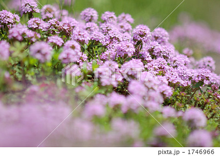 満開のワイルドタイム 1746966