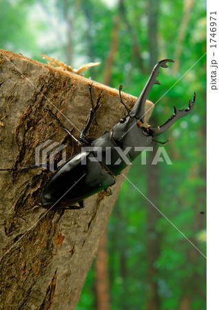 ギラファノコギリクワガタ ギラファノコギリクワガタ 1746971