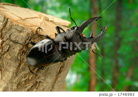 アルケスツヤクワガタ アルケスツヤクワガタ 1746983