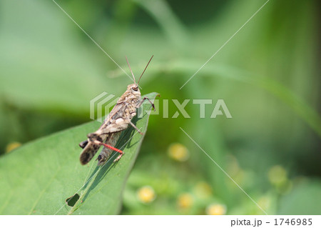 クルマバッタモドキの生態写真 1746985